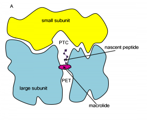 Schematic representation of how a macrolide blocks protein synthesis in a ribosome 