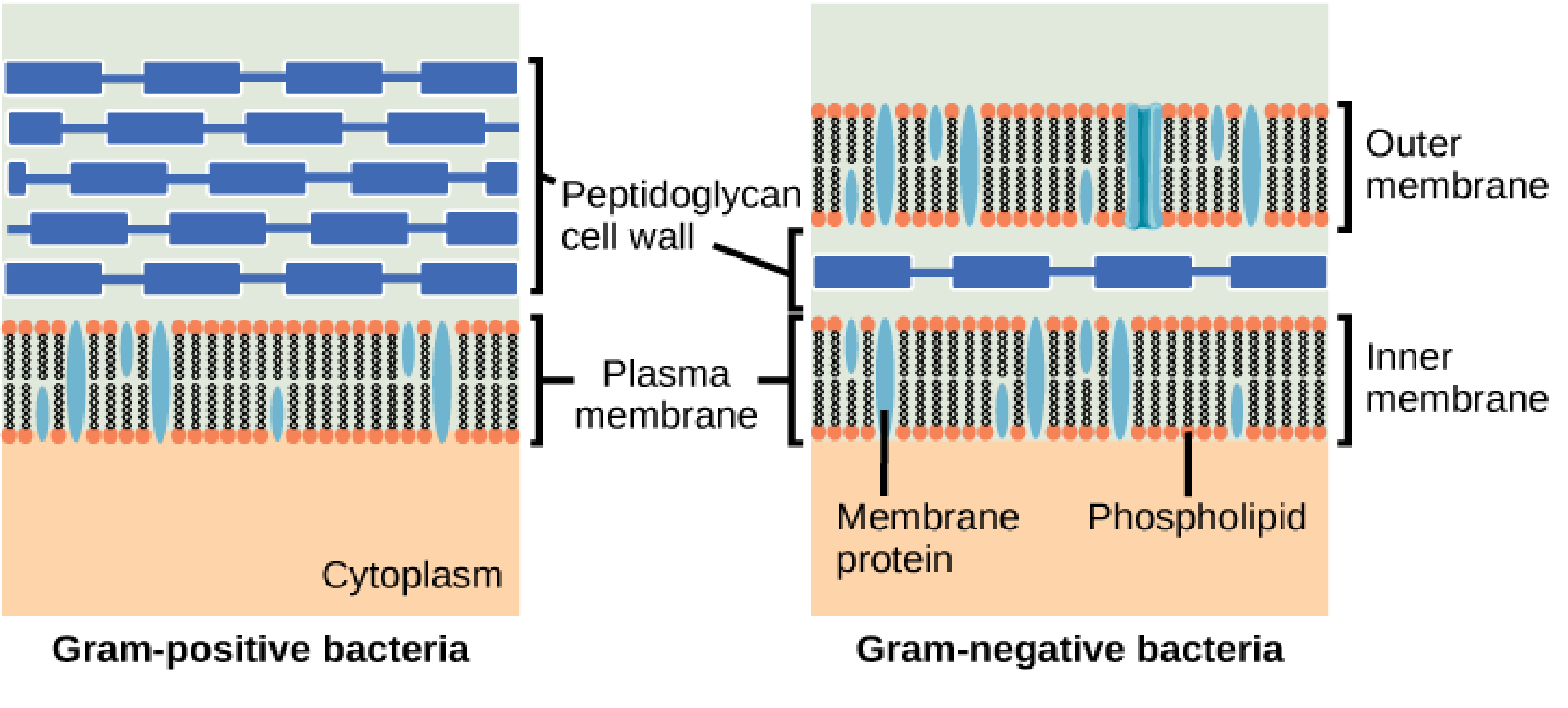 gram negative bacteria chart