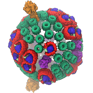 chromatophore