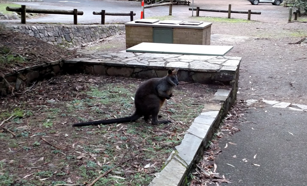 wallaby